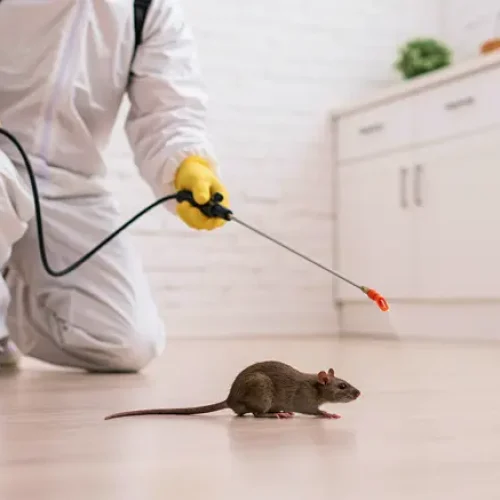 Rodent-control-company