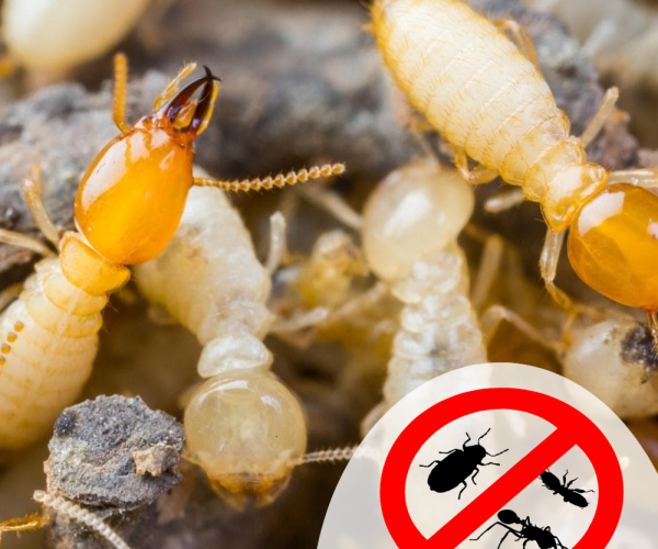 anti-termite-control-service